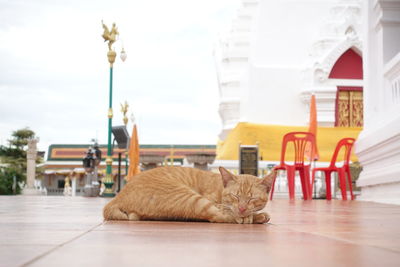 Cat relaxing on table