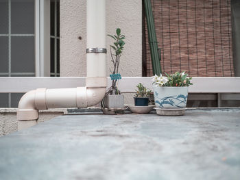 Potted plant against window of building