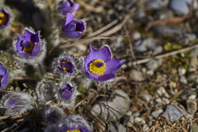 Close-up of purple crocus flowers on field