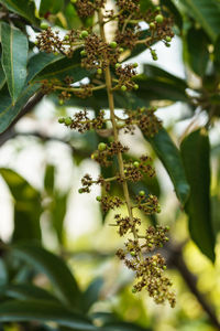 Low angle view of flowering plant