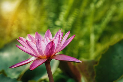 The pink lotus in the water bath and the morning light.
