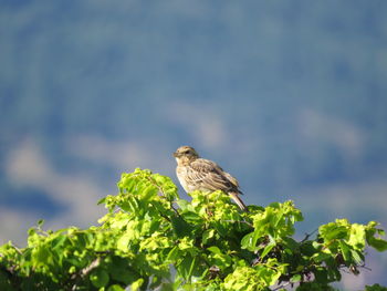 Bird perching on a tree