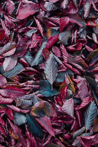 Full frame shot of dry leaves