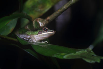 Close-up of frog on leaf