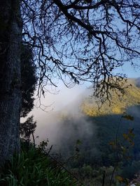 Trees on landscape against sky