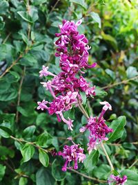 Close-up of purple flowers blooming outdoors