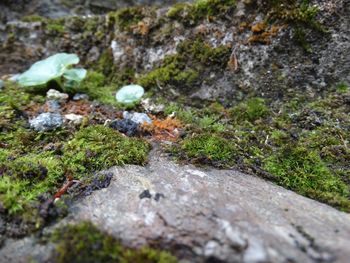 Surface level of moss growing on rocks
