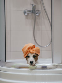 Portrait of dog taking shower in bathroom
