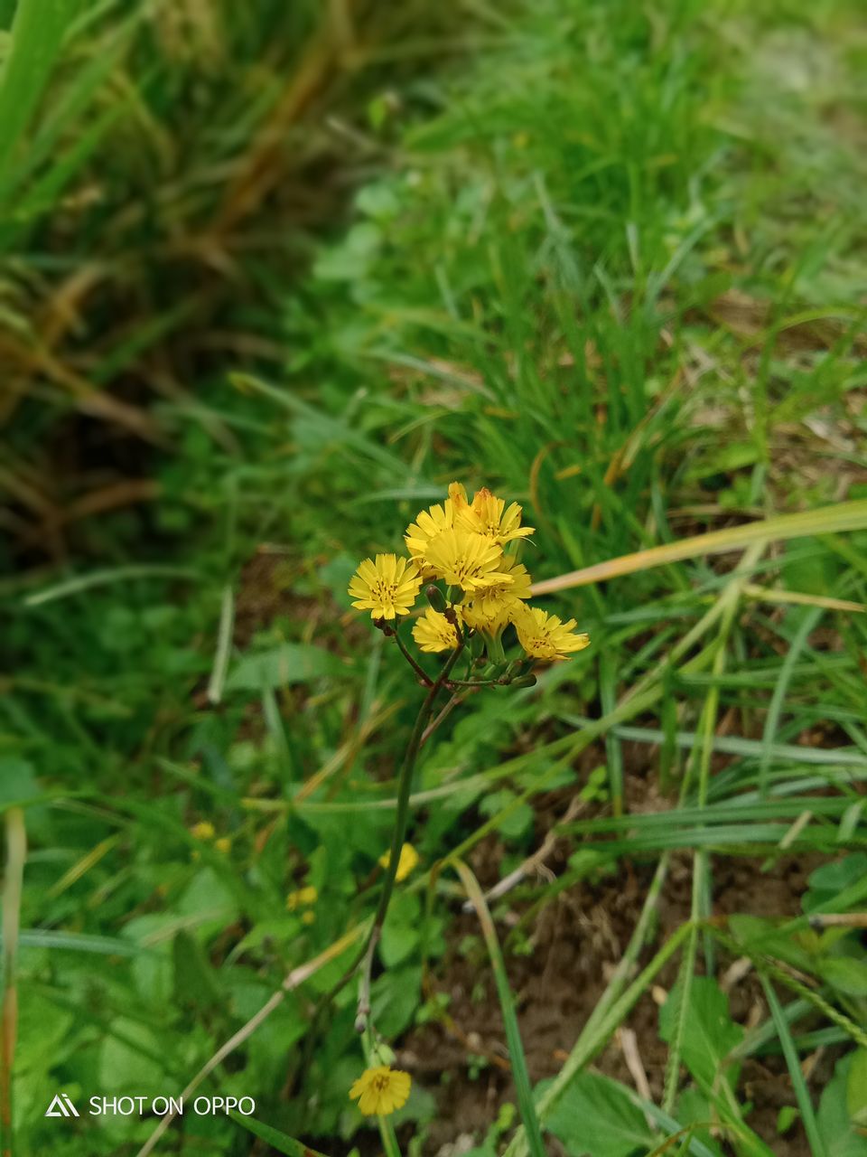 plant, flower, flowering plant, beauty in nature, growth, nature, green, freshness, yellow, prairie, fragility, close-up, grass, day, flower head, no people, field, focus on foreground, land, inflorescence, outdoors, meadow, petal, leaf, flatweed, wildflower, plant part, high angle view, animal wildlife, botany, lawn