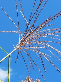 Low angle view of plants against clear blue sky