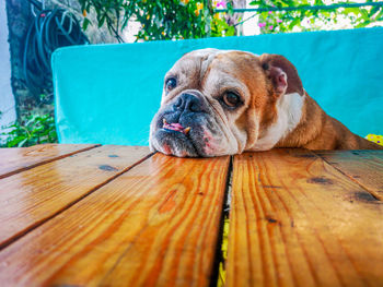 Portrait of dog looking away