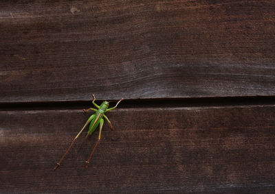 High angle view of a grasshopper on a wall