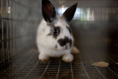 Close-up portrait of rabbit in cage