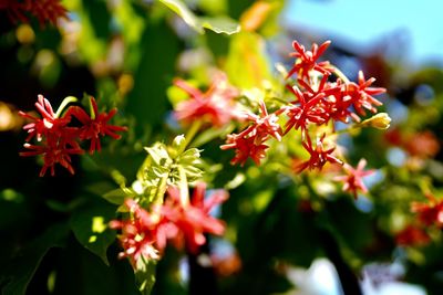 Close-up of red maple leaves on plant