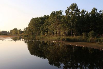 Reflection of trees in water