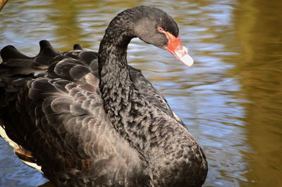 Close-up of black swan swimming in pond