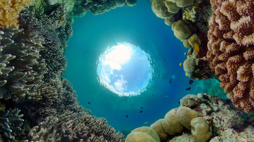 sea