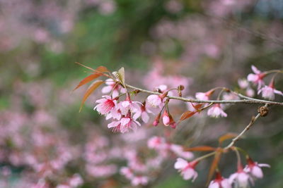 Close-up of cherry blossom