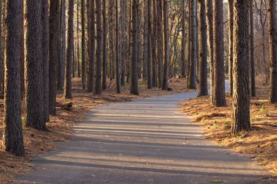 Road amidst trees in forest during autumn