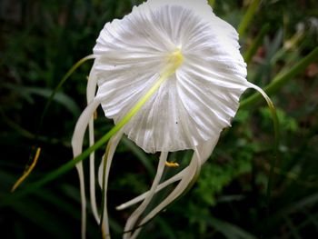 Close-up of white flower blooming outdoors