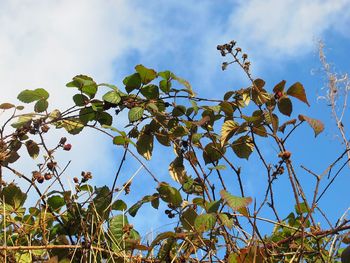 Low angle view of tree against sky