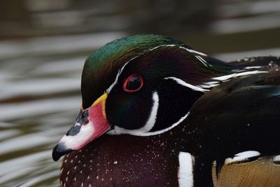 Close-up of a bird