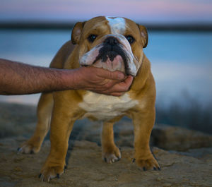 Close-up of dog