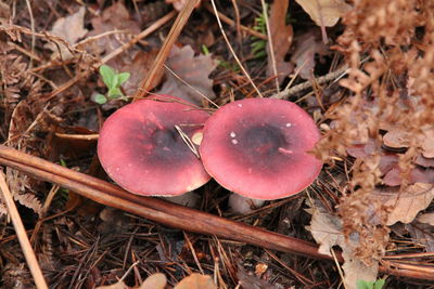 Close-up of mushroom on field