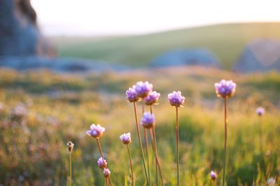 Close-up of purple flowering plants on field