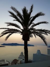 Silhouette palm tree by sea against sky during sunset