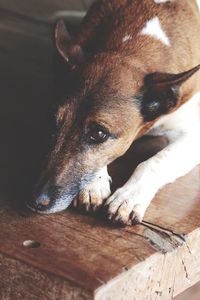 Close-up of dog