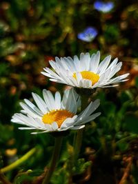 Close-up of white daisy plant