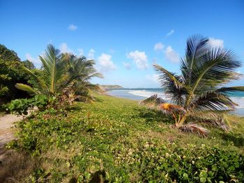 Palm tree by sea against sky