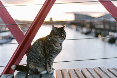 Cat sitting on metal railing