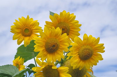 Close-up of sunflowers blooming against sky