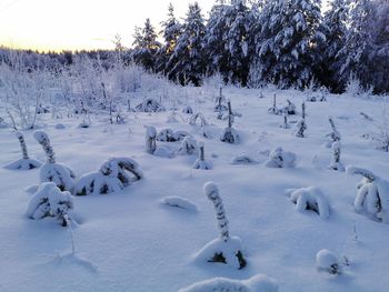 Scenic view of snow covered field