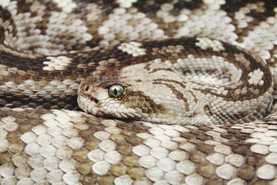 Close-up of lizard