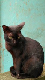 Portrait of black cat sitting against wall