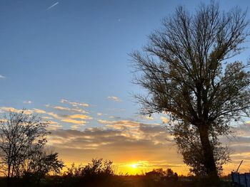 Silhouette bare trees against sky during sunset