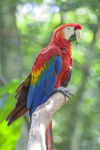 Close-up of macaw perching on branch