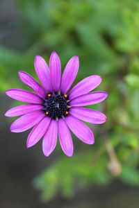 Close-up of purple flower