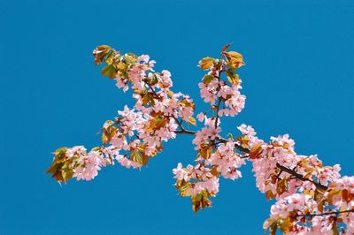 Low angle view of cherry blossoms against clear blue sky