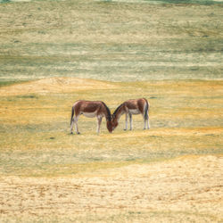 Deer grazing on field