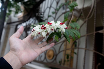 Close-up of hand touching flowering plant