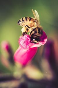 Close-up of bee pollinating on purple flower