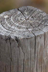 Close-up of tree stump