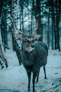 Deer in a forest