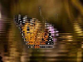 Close-up of caterpillar in water