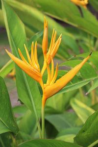 Close-up of yellow flower