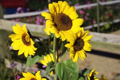 Close-up of yellow flowers blooming outdoors